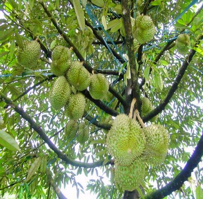 Dong Nai increases durian exports to US